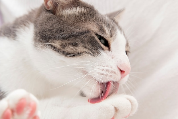 Adorable kitty cleaning herself at home