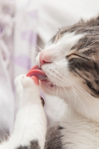 Adorable kitty cleaning herself at home