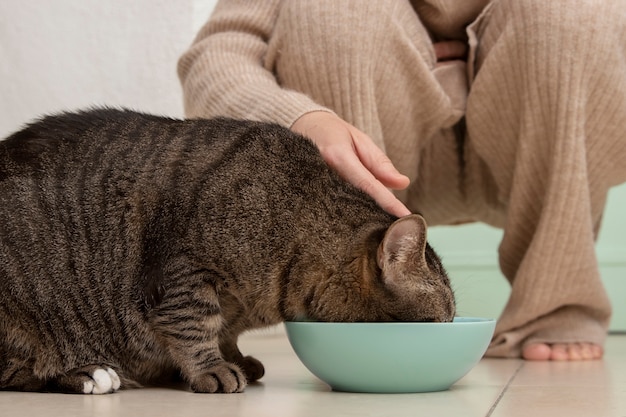 Adorable kitty eating next to her owner