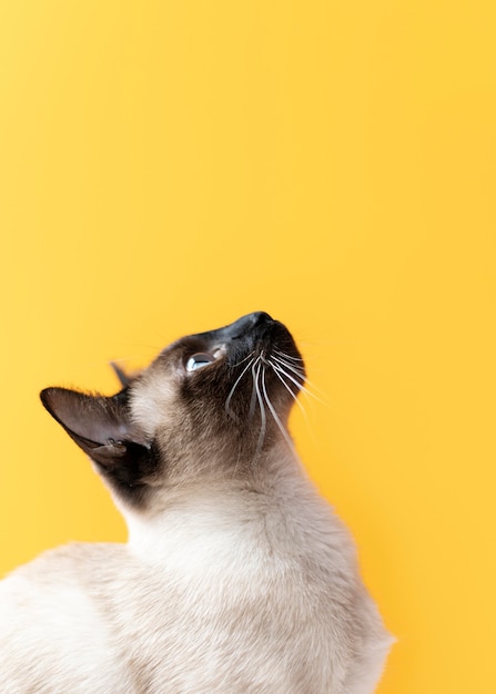 Free photo adorable kitty with monochrome wall behind her