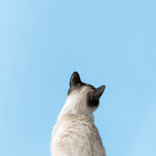 그녀의 뒤에 단색 벽을 가진 사랑스러운 고양이