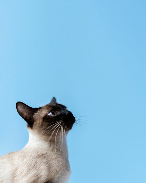 Adorable kitty with monochrome wall behind her