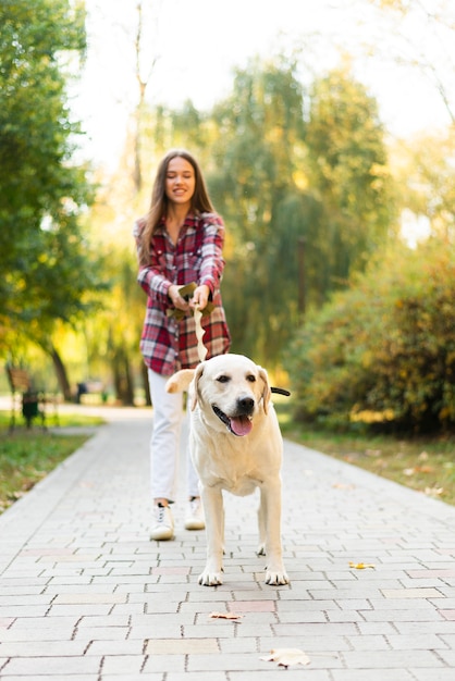 Adorable labrador outside for a walk