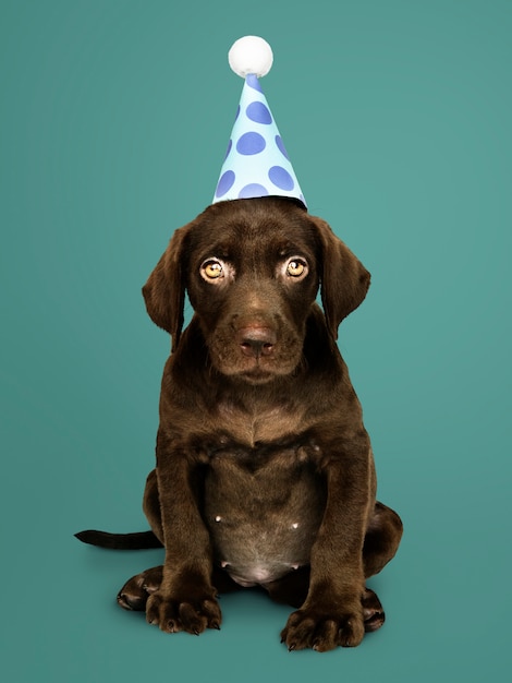 무료 사진 파티 모자를 쓰고 귀여운 래브라도 리트리버 강아지
