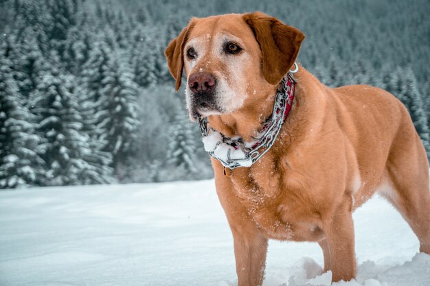 Adorable Labrador retriever standing in a snowy area surrounded by fir trees