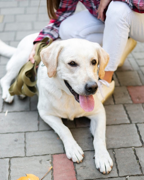 Free photo adorable labrador with owner