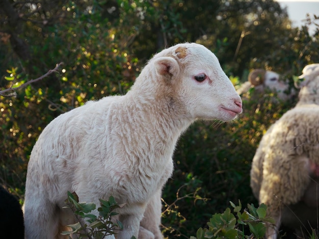 Adorable lamb looking aside on background of a flock