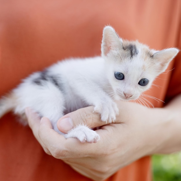 Очаровательный маленький котенок в объятиях человека