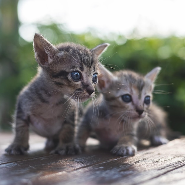 Foto gratuita adorabile gattino seduto sul tavolo