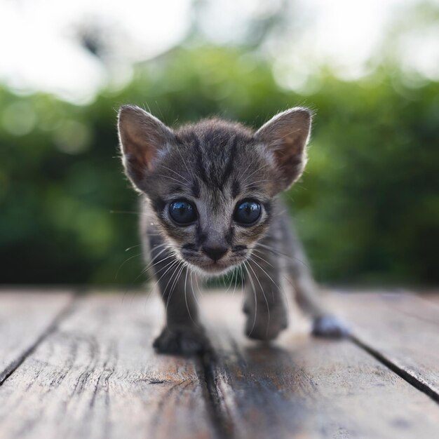 Очаровательный маленький котенок гуляет
