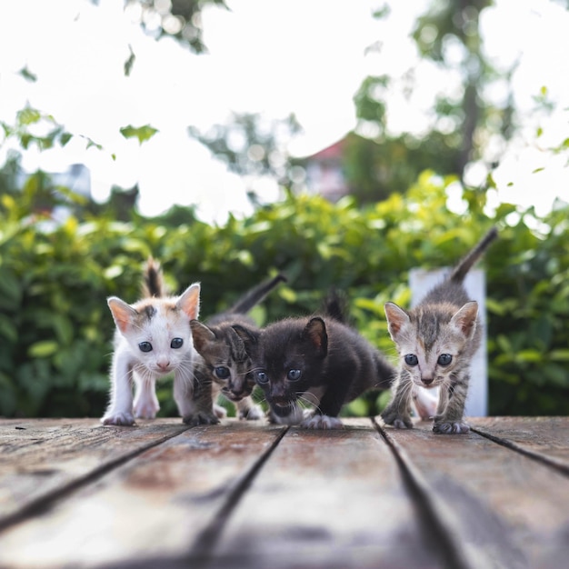 Adorable little baby kitten walking