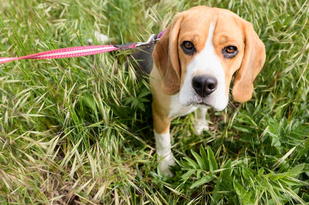 Adorable little dog enjoying walk in the park