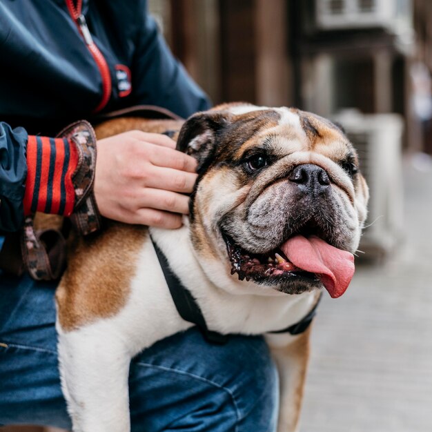 散歩に出かける愛らしい小さな犬