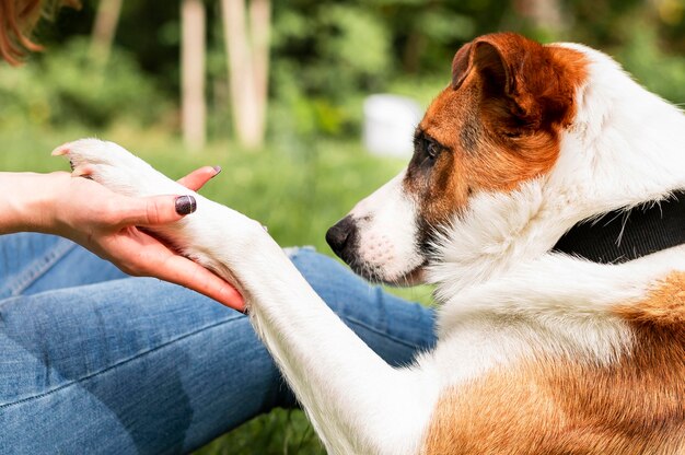 Adorable little dog playing with his owner