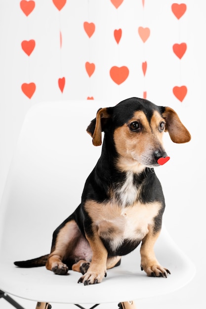 Adorable little dog surrounded by hearts