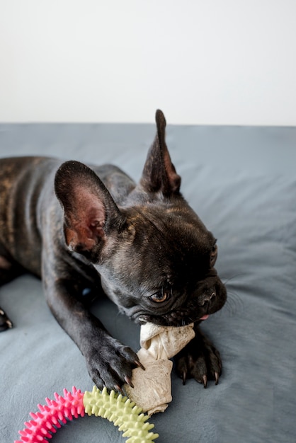 Adorable little doggie playing with toys