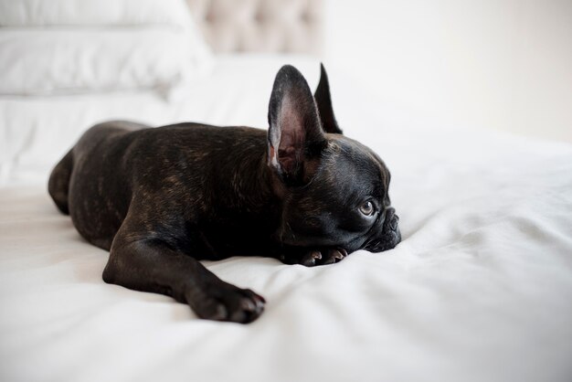 離れて見て愛らしい子犬