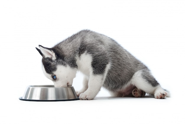 Adorable little Siberian husky puppy sitting isolated on white eating food from a bowl copyspace.