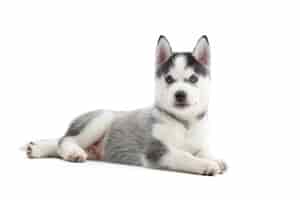 Free photo adorable little siberian husky puppy with blue eyes lying isolated on white copyspace.