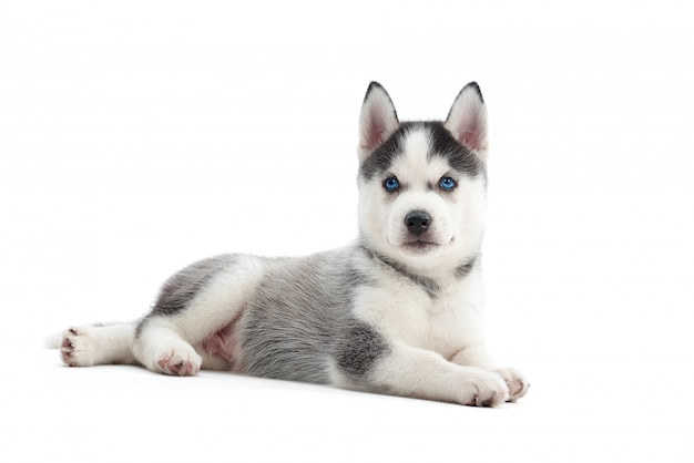 白いcopyspaceに分離されて横になっている青い目をした愛らしい小さなシベリアンハスキー子犬。