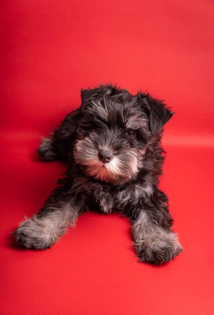 Adorable Miniature puppy Schnauzer looking at the camera on a red background - studio shot
