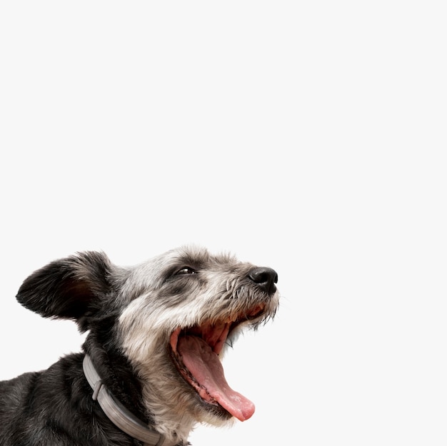 Adorable mixed breed puppy yawning with copy space