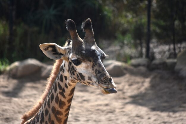 Adorable nubian giraffe sticking its tongue out