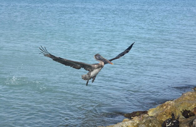 Adorable pelican landing onto a large rock jetty