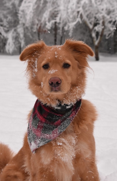 雪の降る冬の日に愛らしいピンクの鼻のアヒルの通行料レトリーバー犬。