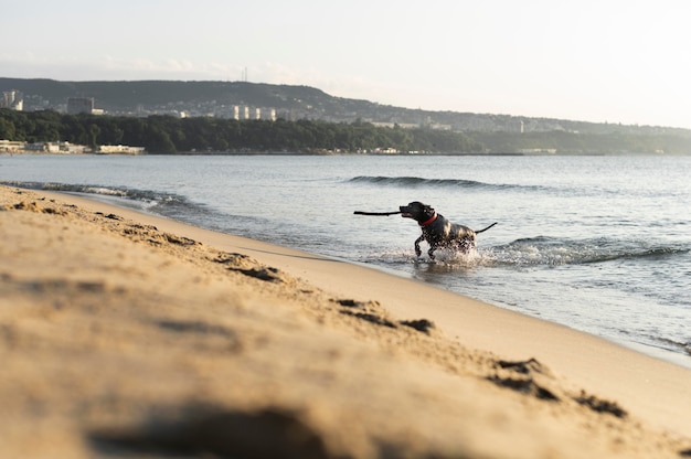 Foto gratuita adorabile cane pitbull in spiaggia