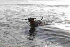 無料写真 水中の愛らしいピットブル犬