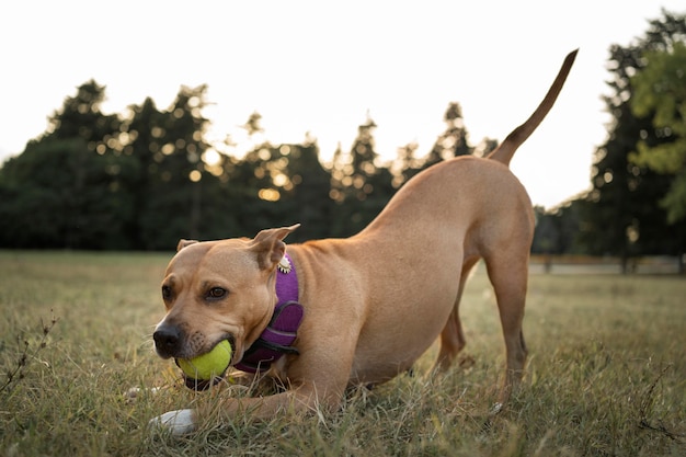 Очаровательная собака питбуль играет в траве