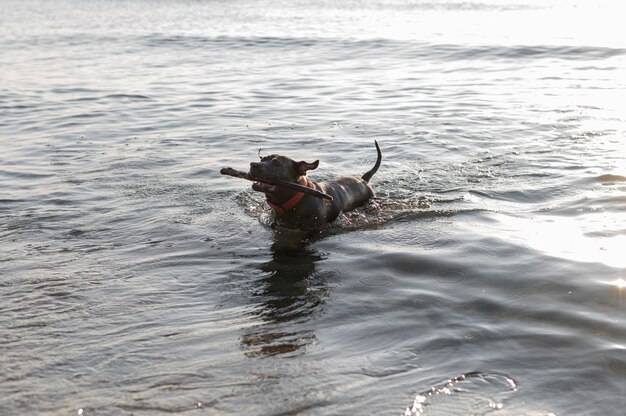 Adorable pitbull dog in the water