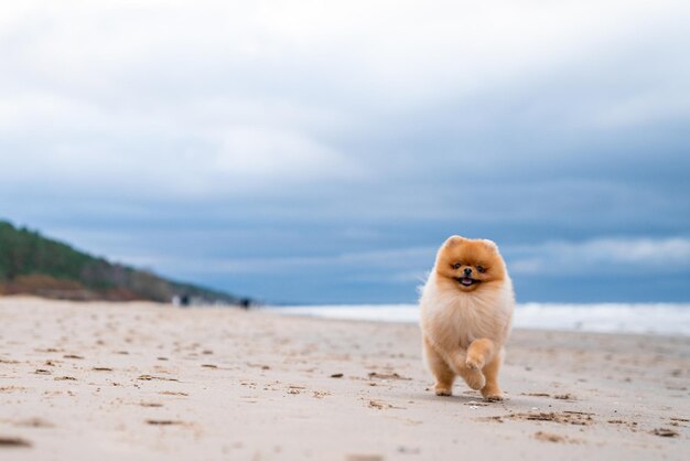 Adorable pomeranian spitz dog having fun and running on the beach