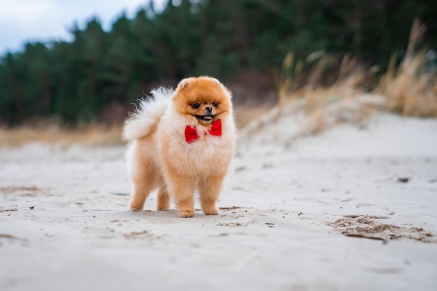 Adorable pomeranian spitz dog with a red bow having fun and running on the beach