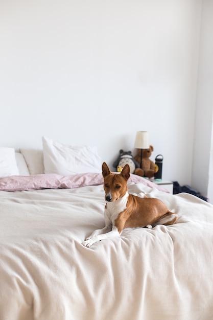 사랑스럽고 예쁘고 귀여운 개 basenji 강아지가 침대에 달려 있고 외로운 개가 집에서 주인을 기다립니다.