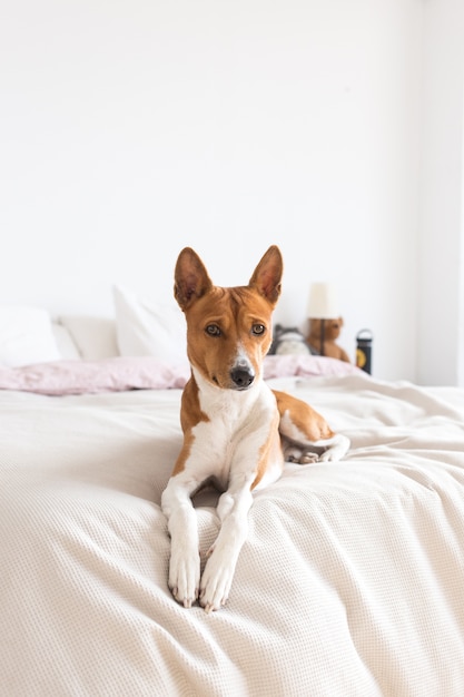 Очаровательный, красивый и милый собачий щенок басенджи лежит на кровати, одинокая собака ждет хозяина дома