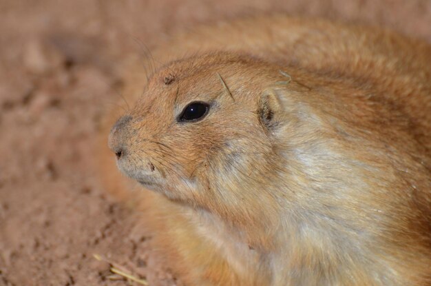 Adorable profile of a prairie dog playing in dirt.