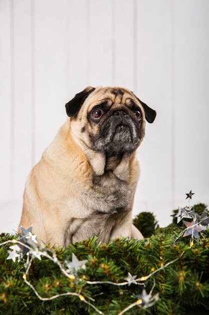 Adorable pug near pine branches decoration