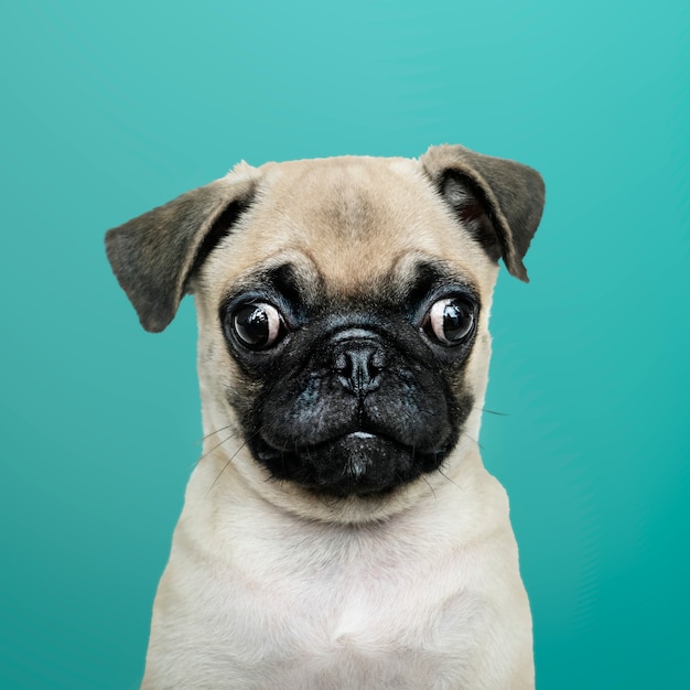 Free photo adorable pug puppy solo portrait