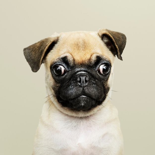 Adorable Pug puppy solo portrait