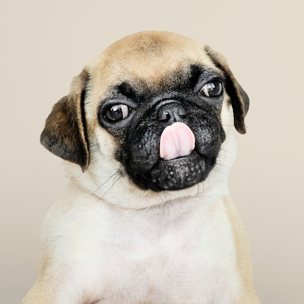 Free photo adorable pug puppy solo portrait
