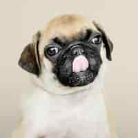 Free photo adorable pug puppy solo portrait