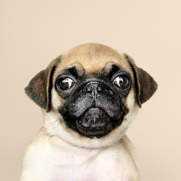 Бесплатное фото Очаровательный сольный портрет щенка-мопса