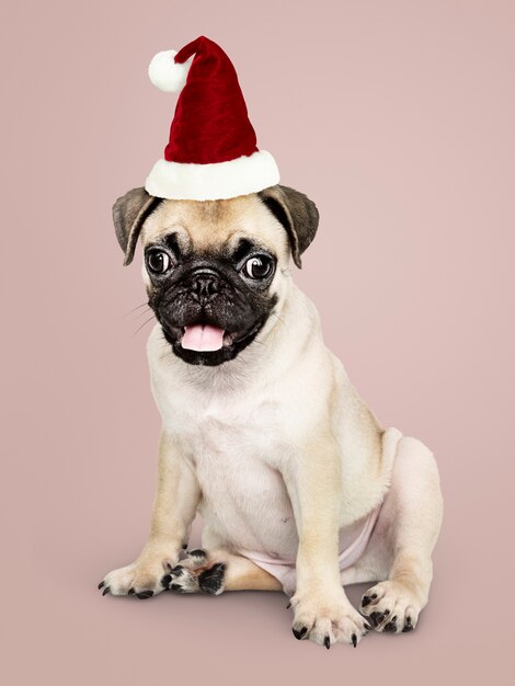 Adorable Pug puppy wearing a Christmas hat