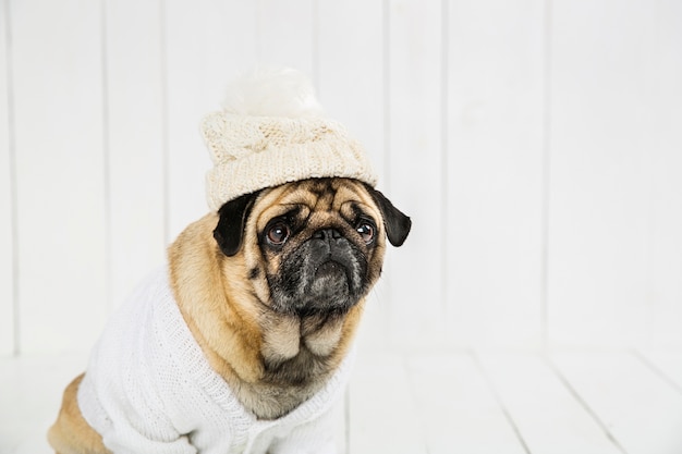 Adorable pug wearing white sweater  and hat