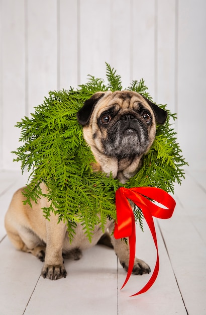 Adorable pug wearing wreath decoration around the neck