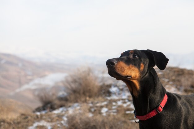 山の中の愛らしい子犬