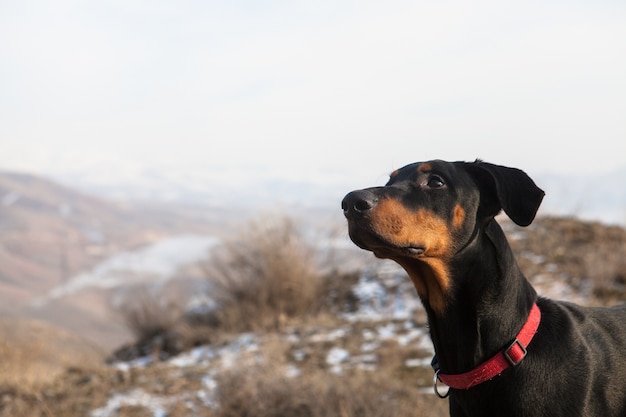 山の中の愛らしい子犬