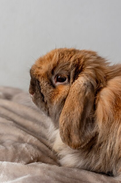 Adorable rabbit laying in bed